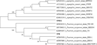 Isolation and identification of symbiotic strains in Paris fargesii Franch that promote disease resistance